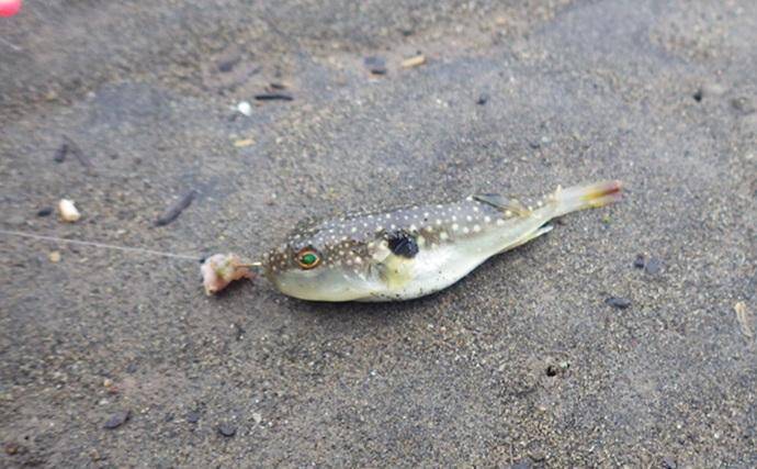 「猫のちょっかいに苦戦？」白狐川のハゼ釣りでマハゼ25匹手中【千葉】