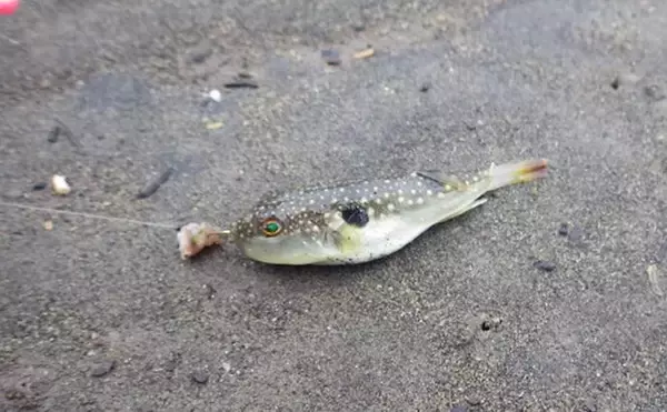 「「猫のちょっかいに苦戦？」白狐川のハゼ釣りでマハゼ25匹手中【千葉】」の画像