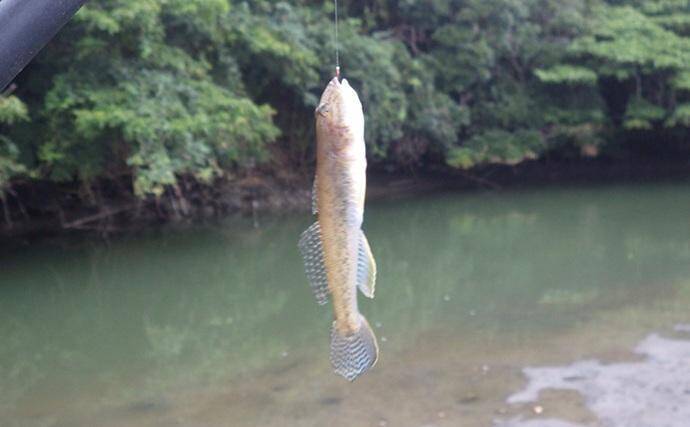 「猫のちょっかいに苦戦？」白狐川のハゼ釣りでマハゼ25匹手中【千葉】