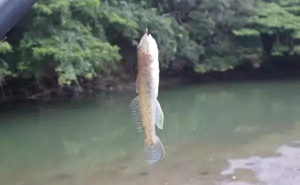 「「猫のちょっかいに苦戦？」白狐川のハゼ釣りでマハゼ25匹手中【千葉】」の画像
