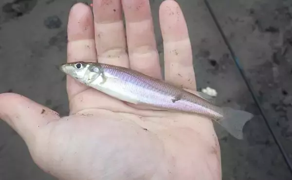 「「猫のちょっかいに苦戦？」白狐川のハゼ釣りでマハゼ25匹手中【千葉】」の画像