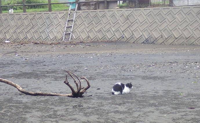 「猫のちょっかいに苦戦？」白狐川のハゼ釣りでマハゼ25匹手中【千葉】
