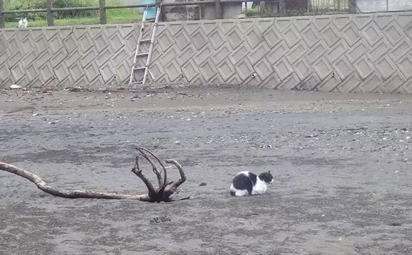 「「猫のちょっかいに苦戦？」白狐川のハゼ釣りでマハゼ25匹手中【千葉】」の画像