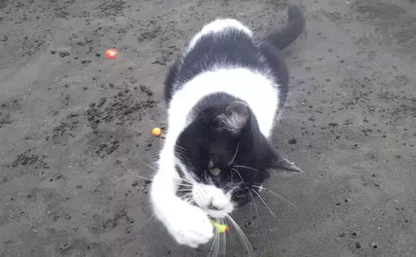 「「猫のちょっかいに苦戦？」白狐川のハゼ釣りでマハゼ25匹手中【千葉】」の画像