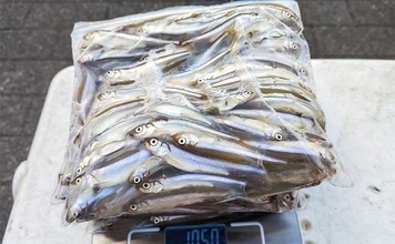 秋本番のボートワカサギ釣りで242尾キャッチ【神奈川・相模湖】群れを読んで手返し良くヒット