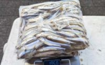 秋本番のボートワカサギ釣りで242尾キャッチ【神奈川・相模湖】群れを読んで手返し良くヒット