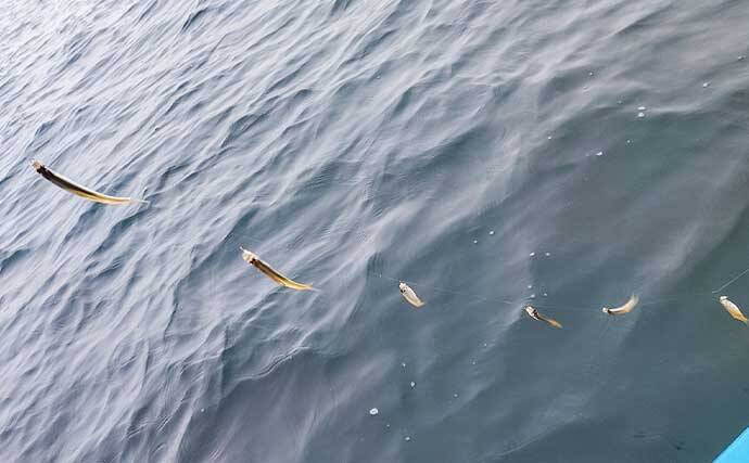 秋本番のボートワカサギ釣りで242尾キャッチ【神奈川・相模湖】群れを読んで手返し良くヒット