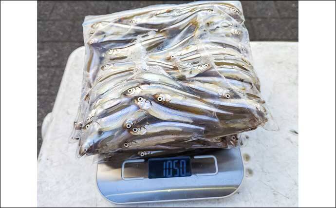 秋本番のボートワカサギ釣りで242尾キャッチ【神奈川・相模湖】群れを読んで手返し良くヒット