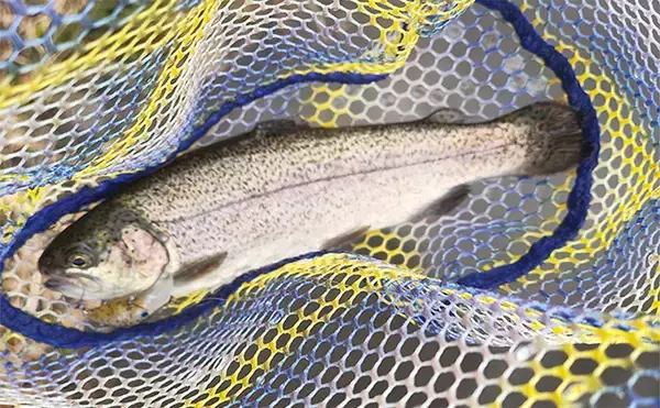 「再オープン直後の『日本ラインマス釣り場』で終了間際に覚醒モード到来！【岐阜】」の画像