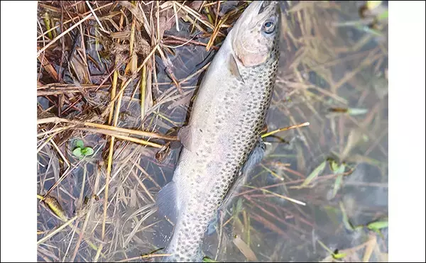 「再オープン直後の『日本ラインマス釣り場』で終了間際に覚醒モード到来！【岐阜】」の画像