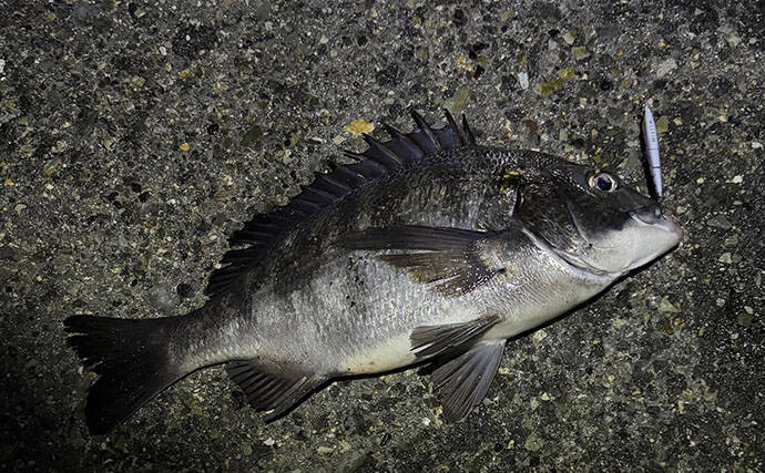 女性向け「チニング入門のススメ」 夜釣りではなく【まずは日中から】始めよう