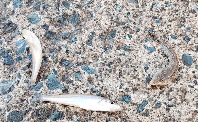 姫路大塩海岸でキス釣りが好調！お手軽「ライトキャストスタイル」で28匹手中【兵庫】