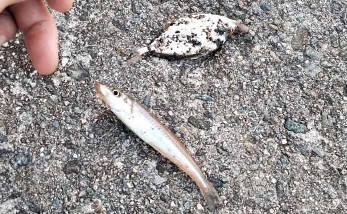 姫路大塩海岸でキス釣りが好調！お手軽「ライトキャストスタイル」で28匹手中【兵庫】