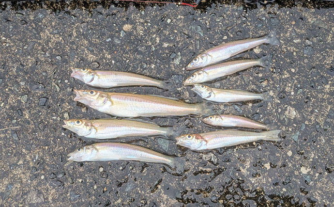1000円で漁港ちょい投げ釣り満喫【京都】エギングタックル流用でシロギス連発！