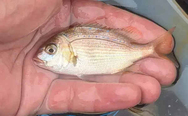 「1000円で漁港ちょい投げ釣り満喫【京都】エギングタックル流用でシロギス連発！」の画像