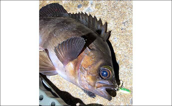 1g前後の『マイクロメタルジグ』活用術　フグやベラ対策にも効果的？