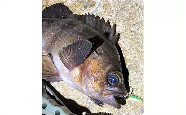 「1g前後の『マイクロメタルジグ』活用術　フグやベラ対策にも効果的？」の画像