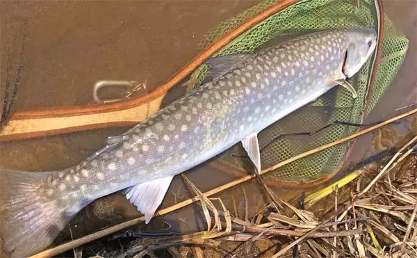 「初春の渓流ルアー釣りで63cmアメマス【北海道】鮭の稚魚を捕食しに遡上した個体か」の画像