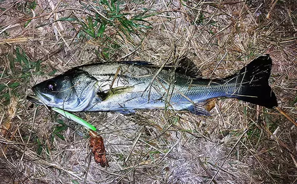 「バチ抜けが発生しやすい場所（河川）3選　シーバス用オススメルアーも紹介」の画像