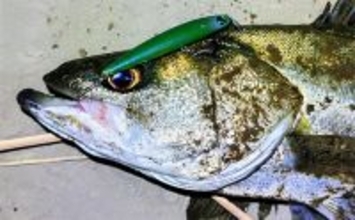 バチ抜けが発生しやすい場所（河川）3選　シーバス用オススメルアーも紹介