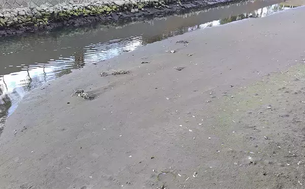 「バチ抜けが発生しやすい場所（河川）3選　シーバス用オススメルアーも紹介」の画像