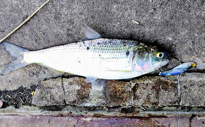 バチ抜けが発生しやすい場所（河川）3選　シーバス用オススメルアーも紹介