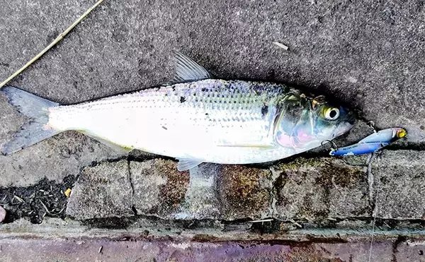 「バチ抜けが発生しやすい場所（河川）3選　シーバス用オススメルアーも紹介」の画像