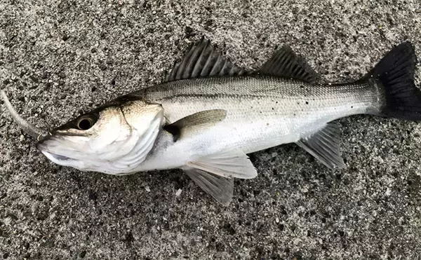 堤防ルアーゲームでシーバス2桁キャッチ！ アシストフック付きワームに連続ヒット