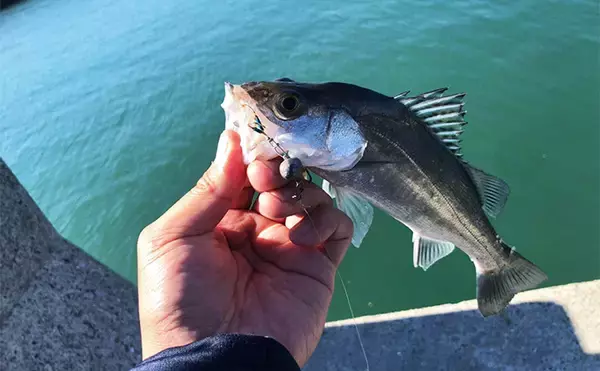 「堤防ルアーゲームでシーバス2桁キャッチ！ アシストフック付きワームに連続ヒット」の画像