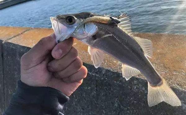 「堤防ルアーゲームでシーバス2桁キャッチ！ アシストフック付きワームに連続ヒット」の画像