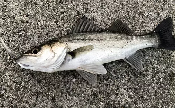 「堤防ルアーゲームでシーバス2桁キャッチ！ アシストフック付きワームに連続ヒット」の画像