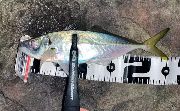 地磯でのメバリングで五目達成！【山口】フロートリグで遠投＆シャローを狙う