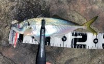 地磯でのメバリングで五目達成！【山口】フロートリグで遠投＆シャローを狙う