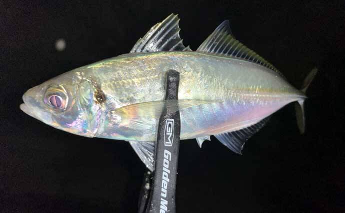 地磯でのメバリングで五目達成！【山口】フロートリグで遠投＆シャローを狙う