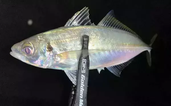 「地磯でのメバリングで五目達成！【山口】フロートリグで遠投＆シャローを狙う」の画像