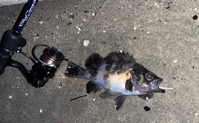 地磯でのメバリングで五目達成！【山口】フロートリグで遠投＆シャローを狙う