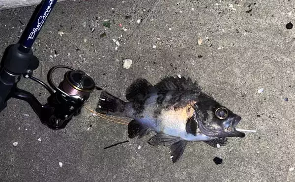 「地磯でのメバリングで五目達成！【山口】フロートリグで遠投＆シャローを狙う」の画像