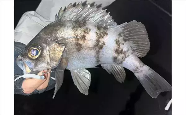 「地磯でのメバリングで五目達成！【山口】フロートリグで遠投＆シャローを狙う」の画像