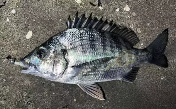 「地磯でのメバリングで五目達成！【山口】フロートリグで遠投＆シャローを狙う」の画像