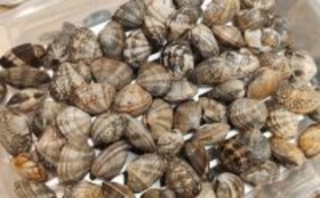 「釣り人的思考」でアサリ大量確保に成功！ 秘訣はアサリと人の考えを読むこと？