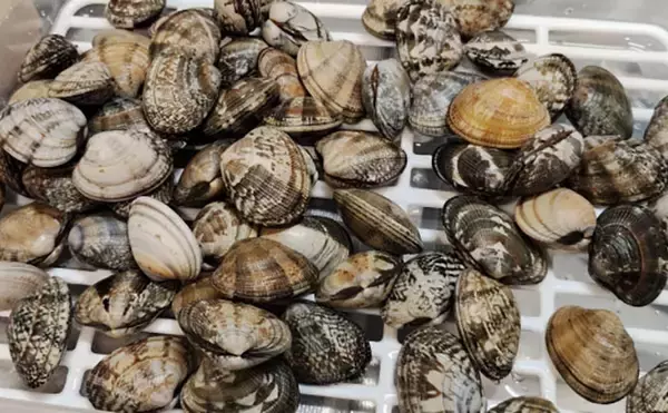 「「釣り人的思考」でアサリ大量確保に成功！ 秘訣はアサリと人の考えを読むこと？」の画像