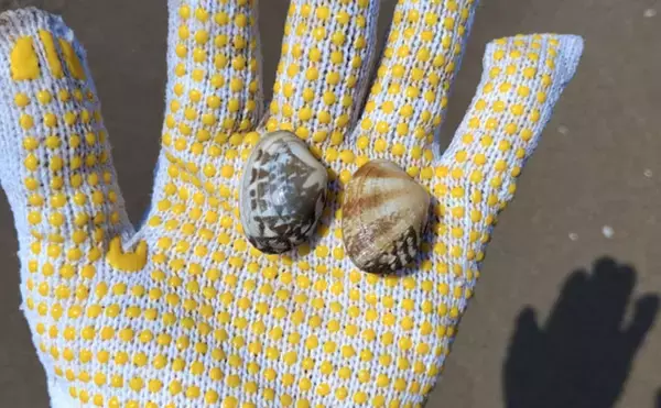 「「釣り人的思考」でアサリ大量確保に成功！ 秘訣はアサリと人の考えを読むこと？」の画像