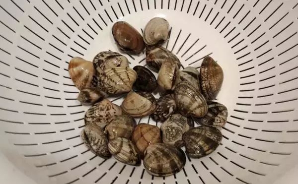 「「釣り人的思考」でアサリ大量確保に成功！ 秘訣はアサリと人の考えを読むこと？」の画像