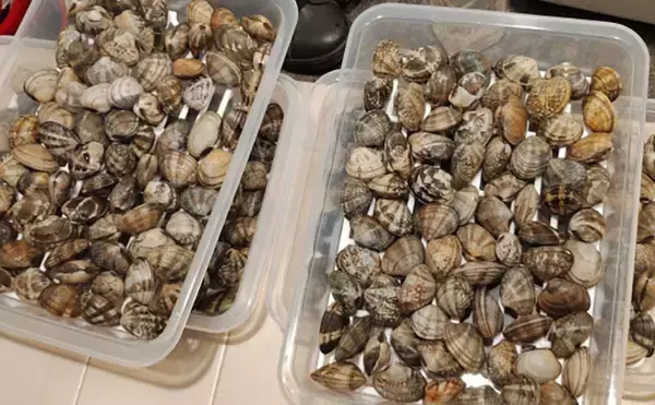 「「釣り人的思考」でアサリ大量確保に成功！ 秘訣はアサリと人の考えを読むこと？」の画像