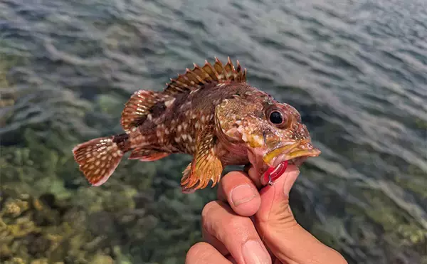 「地磯ロックフィッシュゲームで30cm超えアコウを手中【福井】クリアイワシカラーにヒット」の画像