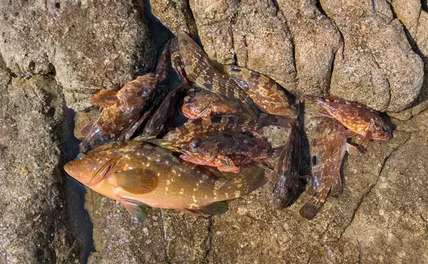 「地磯ロックフィッシュゲームで30cm超えアコウを手中【福井】クリアイワシカラーにヒット」の画像