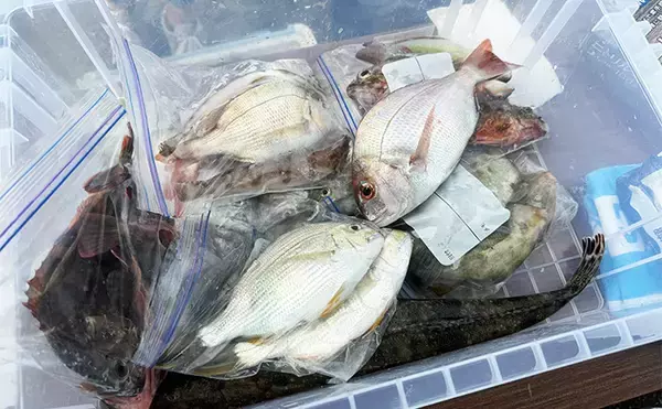 「「釣りで豪雨災害からの復興を支援！」第4回上天草パールライン釣り大会が10月25日に開催【熊本】」の画像