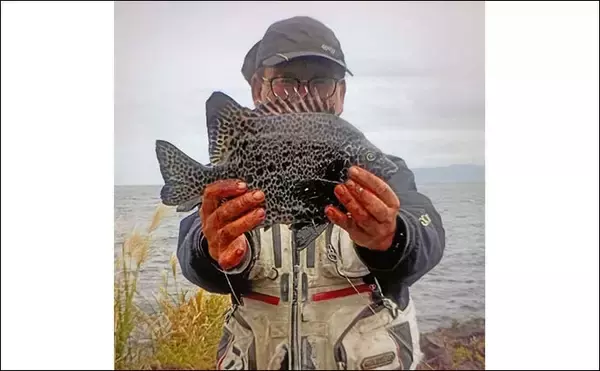 「東伊豆・大難の石物釣りで1kg級イシガキダイをキャッチ【静岡】サザエにヒット」の画像