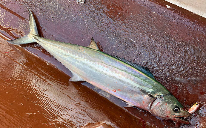 伊勢湾奥キャスティングゲームでサワラ80cm級登場！　サゴシは船中60匹超え