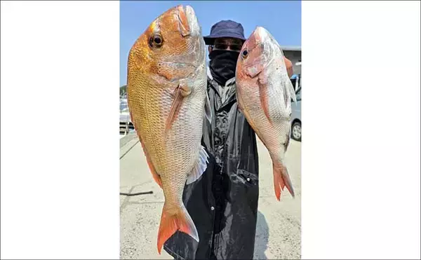 「ボトムワインドで良型クロダイにマゴチが好反応中！【オフショアルアー釣果8選・愛知】」の画像
